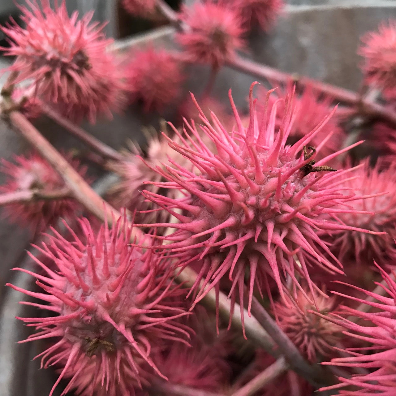 New power ingredient for hair?  ANTIDOTE Hair Care | 1848 Brands LLC