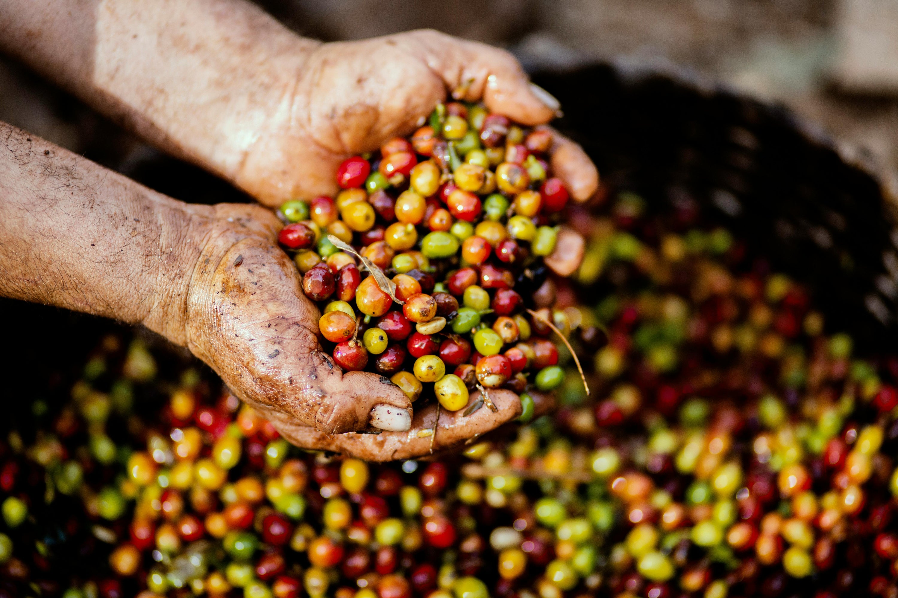 Why Regenerative Farming is the Root of Healthier Hair (and a Healthier Planet)