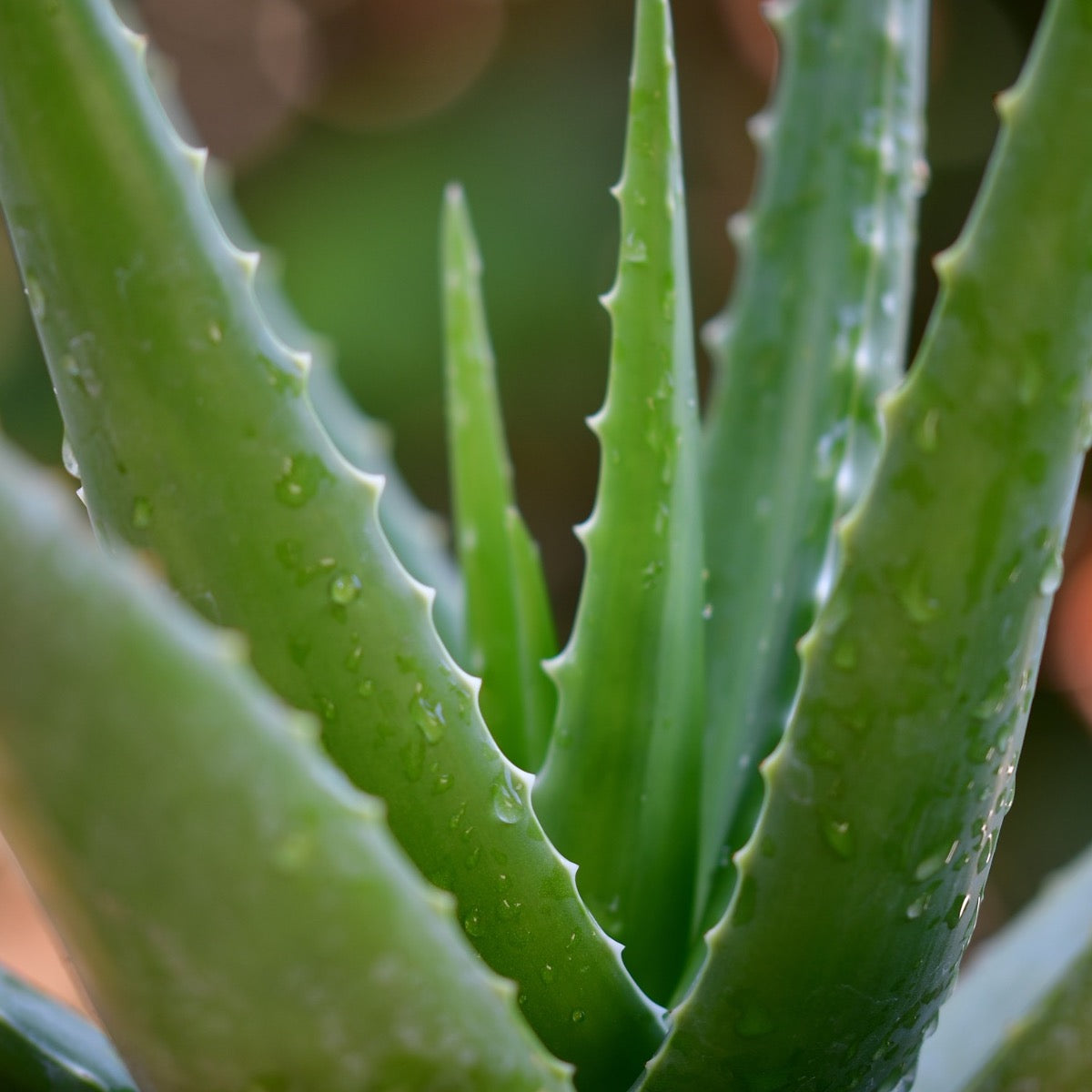 How to go GREEN with your hair care