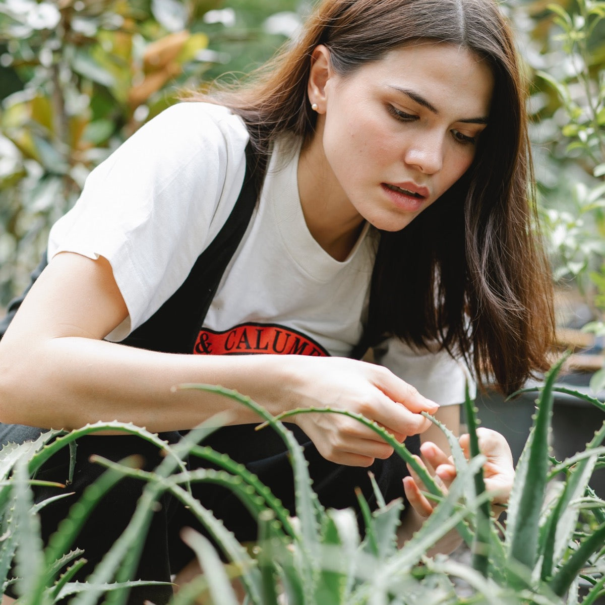 Aloe Vera, Hair Care Powerhouse