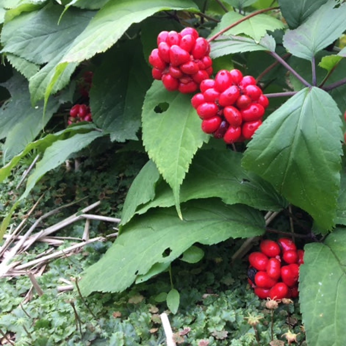 Ginseng Harvest Time! Why your scalp will thank you.