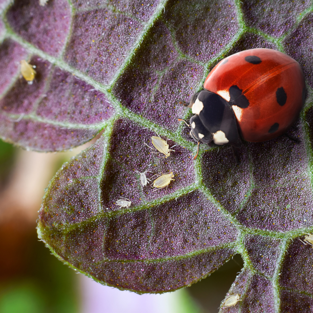 How to Save the Earth