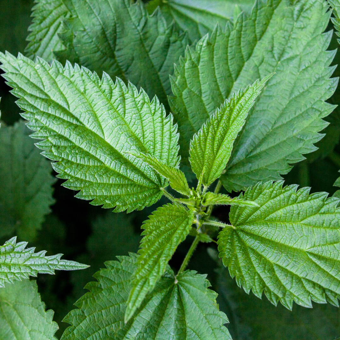 ANTIDOTE Nettle Ingredients
