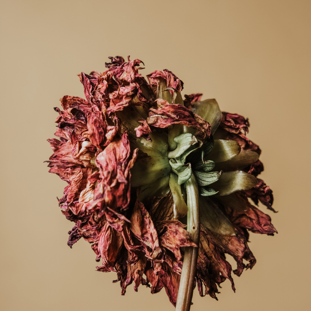 ANTIDOTE Plant Powered Haircare